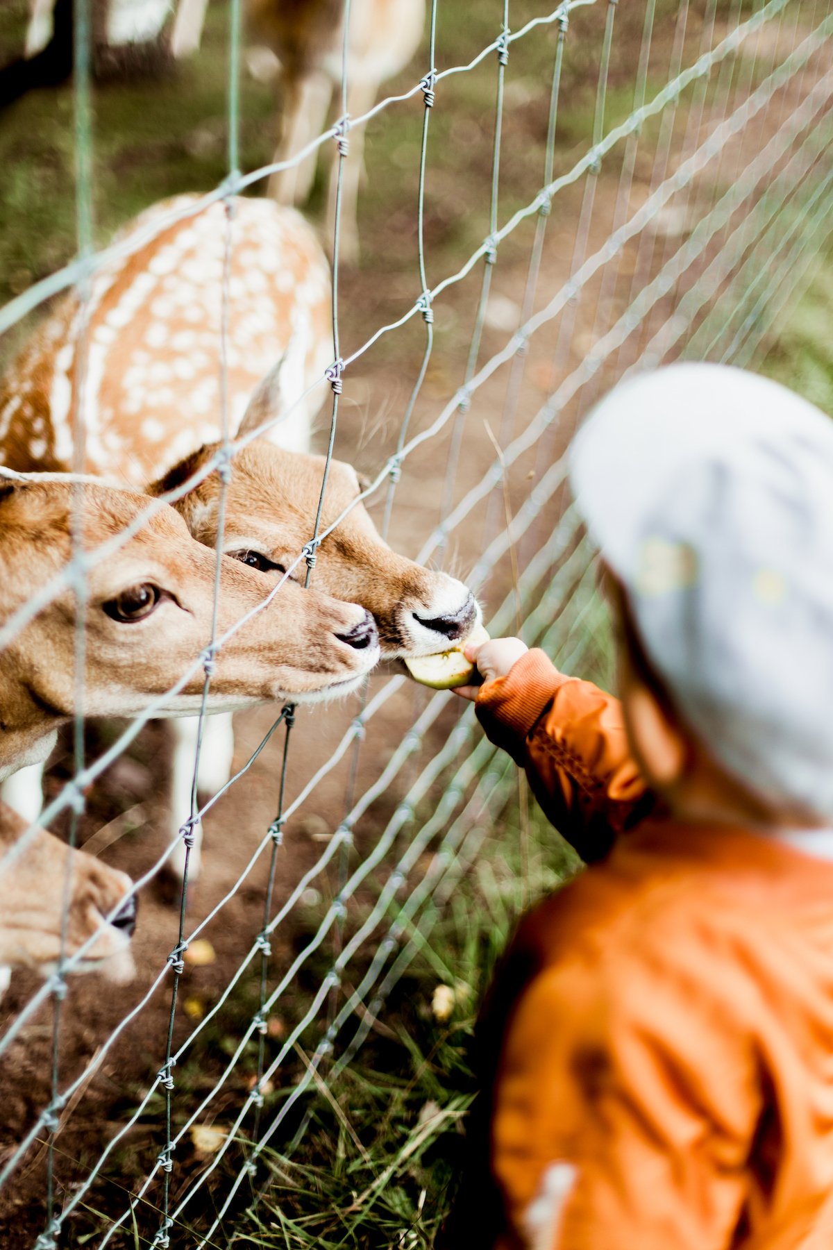 boy feeding deer through fence as experience gift idea